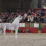 Senior Stallion Gold Champion: Fares Al Rayyan (Ansata Hejazi X G Shafaria)