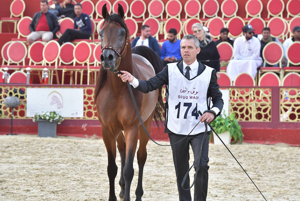 Senior Stallion Silver Champion: Asayel Raheeb (Naseem Alnakeeb X F Shubani Bint Al Lahab)