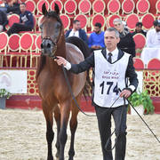 Senior Stallion Silver Champion: Asayel Raheeb (Naseem Alnakeeb X F Shubani Bint Al Lahab)