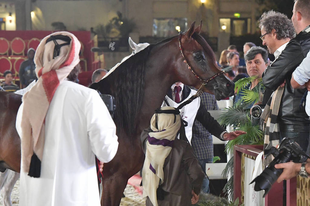 Senior Stallion Silver Champion: Asayel Raheeb (Naseem Alnakeeb X F Shubani Bint Al Lahab)