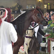 Senior Stallion Silver Champion: Asayel Raheeb (Naseem Alnakeeb X F Shubani Bint Al Lahab)