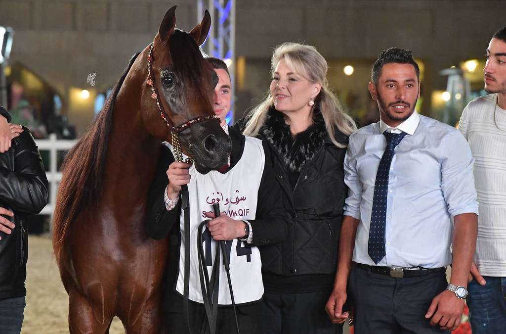 Senior Stallion Silver Champion: Asayel Raheeb (Naseem Alnakeeb X F Shubani Bint Al Lahab)