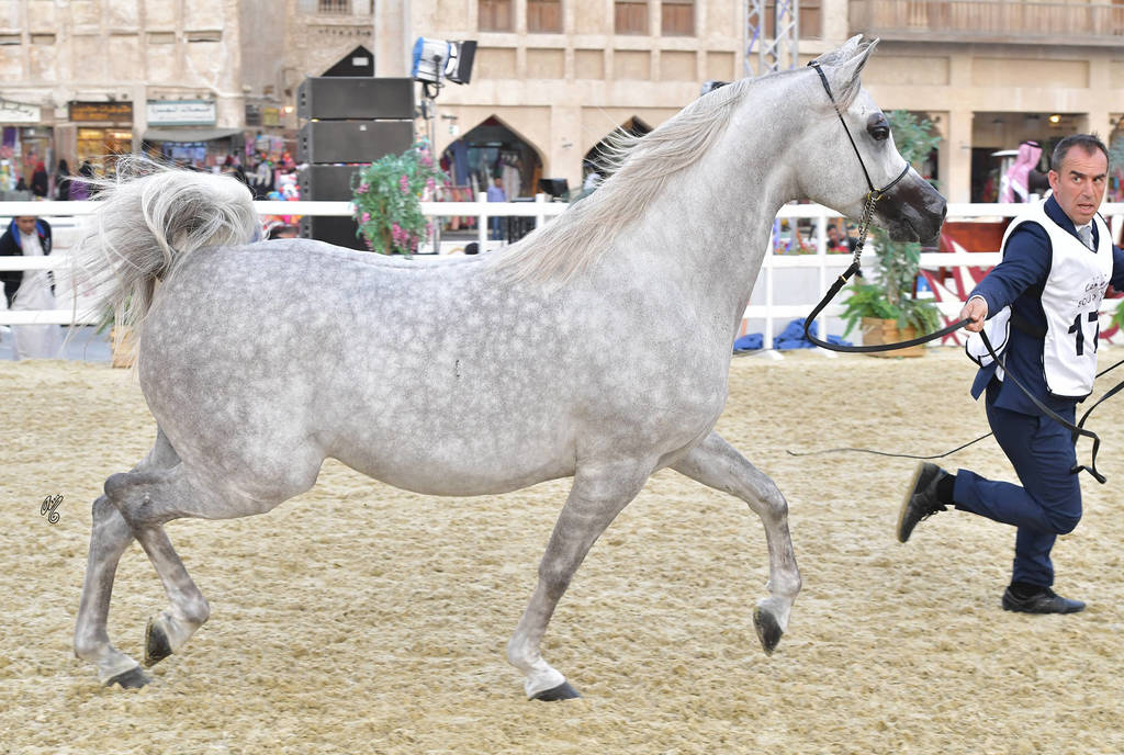 Senior Stallion Bronze Champion: Hilal Al Waab (Sinan Al Rayyan X Sharuby HP)
