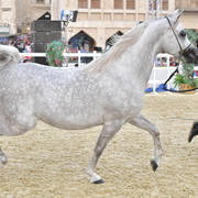 Senior Stallion Bronze Champion: Hilal Al Waab (Sinan Al Rayyan X Sharuby HP)