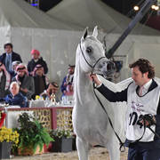 Senior Mare Silver Champion: Ghazalah Al Waab (Barraq El Aliya X Nabeela Saqr)