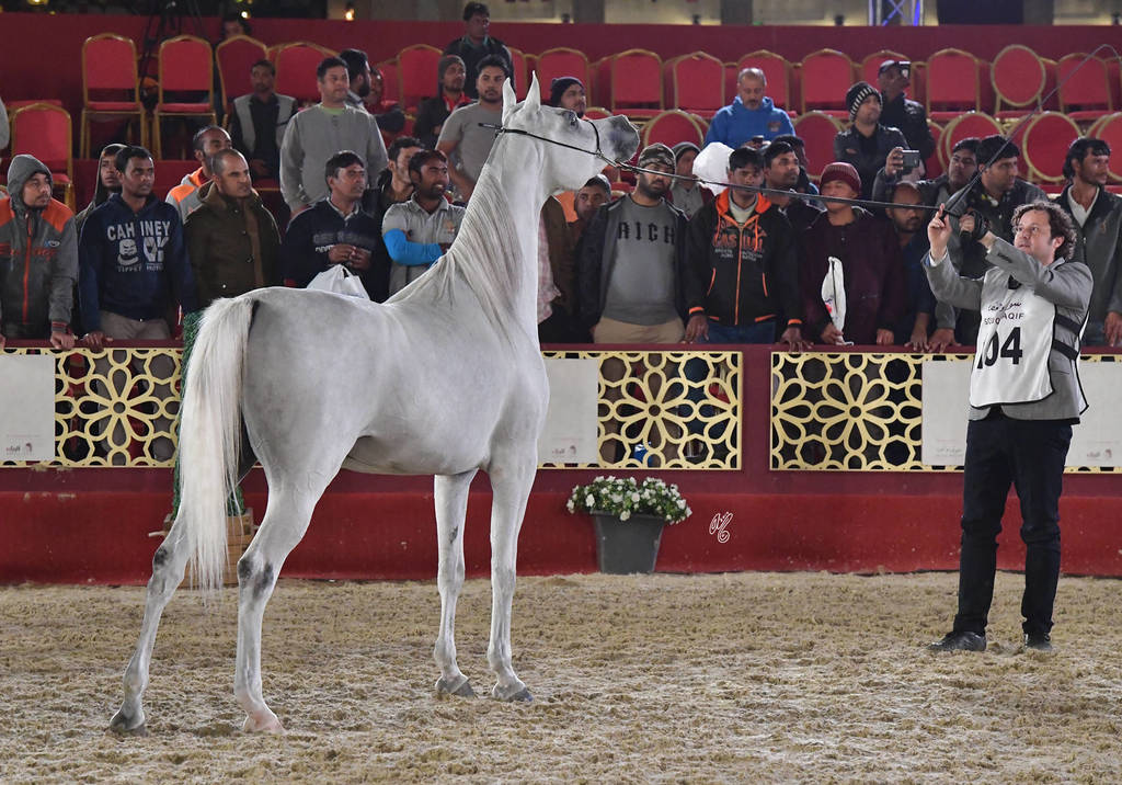 Senior Mare Silver Champion: Ghazalah Al Waaab (Barraq El Aliya X Nabeela Saqr)