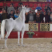 Senior Mare Silver Champion: Ghazalah Al Waaab (Barraq El Aliya X Nabeela Saqr)