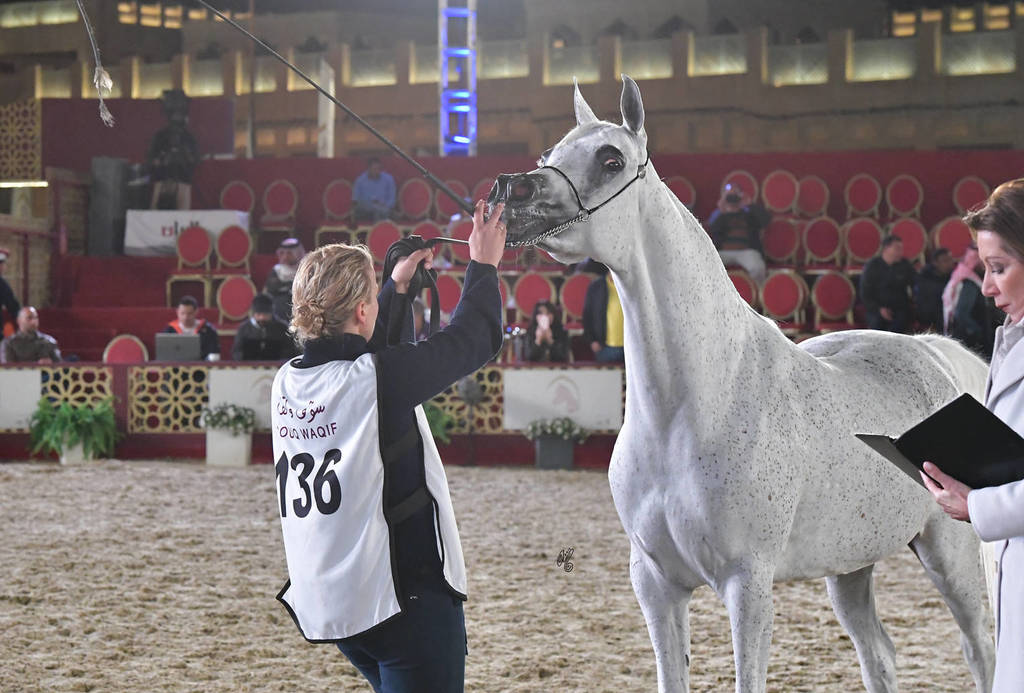 Senior Mare Bronze Champion Champion:  Maisa Al Nasser (Sinan Al Rayyan X Zenubia Al Nasser)