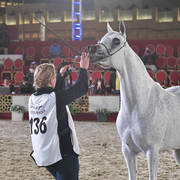 Senior Mare Bronze Champion Champion:  Maisa Al Nasser (Sinan Al Rayyan X Zenubia Al Nasser)