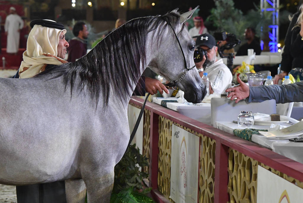 Junior Colt Gold Champion: Efreen Al Rayyan (Al Adeed Al Shaqab X Sahla Al Rayyan)