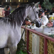 Junior Colt Gold Champion: Efreen Al Rayyan (Al Adeed Al Shaqab X Sahla Al Rayyan)