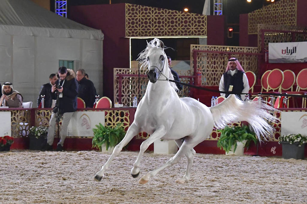 Junior Colt Silver Champion: Dukhan Al Rayyan (Sabeh Al Salhiyah X Serene Ciai Dii)