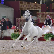 Junior Colt Silver Champion: Dukhan Al Rayyan (Sabeh Al Salhiyah X Serene Ciai Dii)