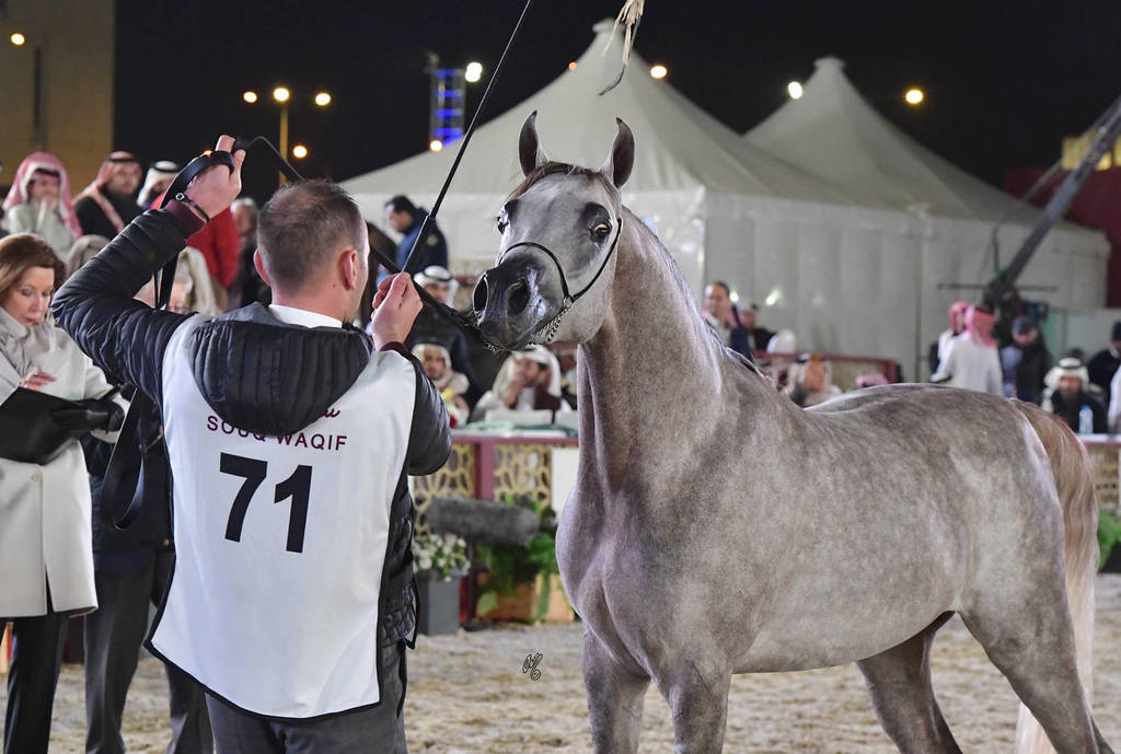 Junior Colt Bronze Champion: Nhaar Al Nasser (Ansata Nile Echo X Maisa Al Nasser)