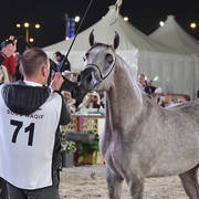 Junior Colt Bronze Champion: Nhaar Al Nasser (Ansata Nile Echo X Maisa Al Nasser)
