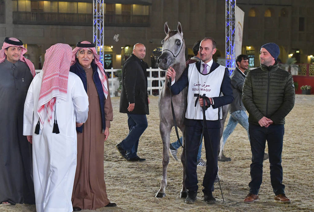 Junior Colt Bronze Champion: Nhaar Al Nasser (Ansata Nile Echo X Maisa Al Nasser)