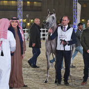 Junior Colt Bronze Champion: Nhaar Al Nasser (Ansata Nile Echo X Maisa Al Nasser)