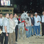 JUNIOR CHAMPION FILLY - IMEILA - 11/05/2005
SIRE: IMTAARIF
DAM: NIMEELAH
OWNER: EL FARIDA
BREEDER: KEN & MARY SCRIBNER - USA