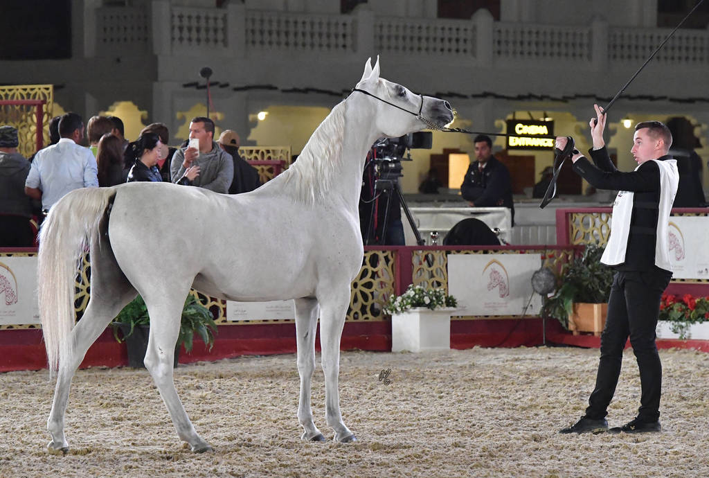 Junior Filly Gold Champion: Layal Al Waab (Sinan Al Rayyan X Semha Al Waab)