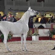Junior Filly Gold Champion: Layal Al Waab (Sinan Al Rayyan X Semha Al Waab)