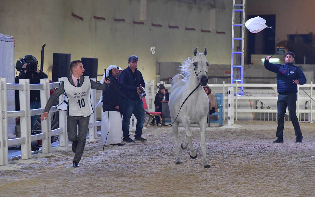 Junior Filly Gold Champion: Layal Al Waab (Sinan Al Rayyan X Semha Al Waab)