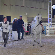 Junior Filly Gold Champion: Layal Al Waab (Sinan Al Rayyan X Semha Al Waab)