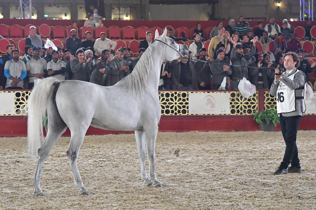 Junior Mare Silver Champion: Durrah Al Waab (Fares Al Rayyan X Shahira Al Nasser)