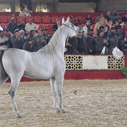 Junior Mare Silver Champion: Durrah Al Waab (Fares Al Rayyan X Shahira Al Nasser)