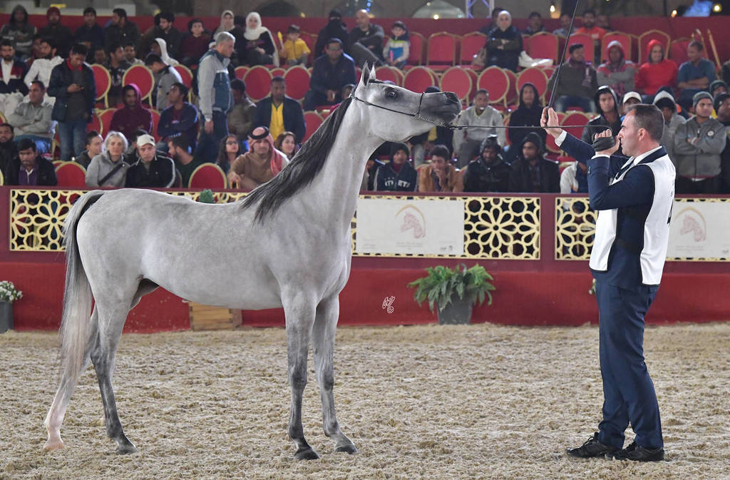 Junior Filly Bronze Champion: Al Ghashamiya Al Rayyan (Al Adeed Al Shaqab X Mardyah Al Rayyan)
