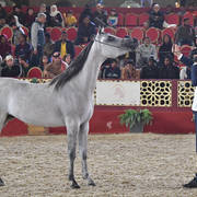 Junior Filly Bronze Champion: Al Ghashamiya Al Rayyan (Al Adeed Al Shaqab X Mardyah Al Rayyan)