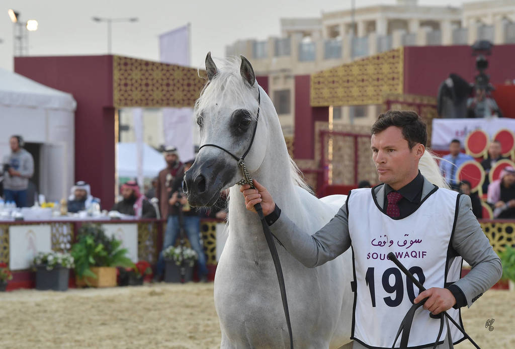 Nadeer Al Waab: Stallions 4-6 Years Old