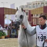 Nadeer Al Waab: Stallions 4-6 Years Old