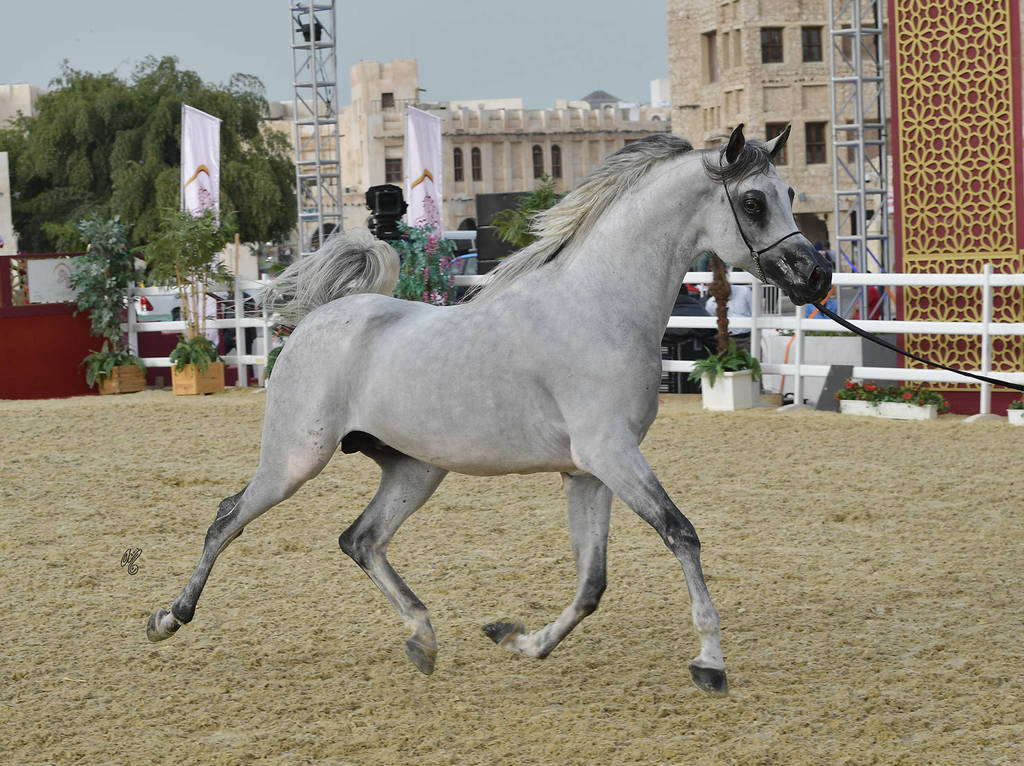 Tumooh: Stallions 4-6 Years Old 