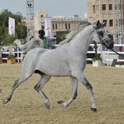 Tumooh: Stallions 4-6 Years Old 