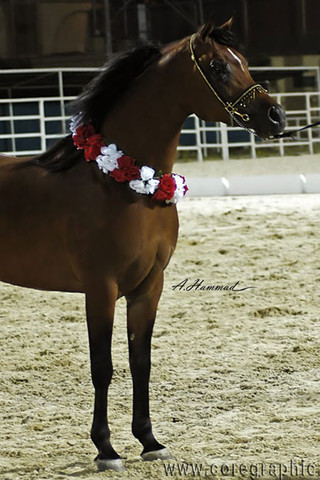 RESERVE NATIONAL CHAMPION STALLION - IMPERIAL BAAREG  - 29/05/2002
SIRE: IMPERIAL BAAREZ
DAM: IMPERIAL KARMAH
OWNER: EL FARIDA
BREEDER:IMPERIAL STUD - USA 
