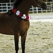 RESERVE NATIONAL CHAMPION STALLION - IMPERIAL BAAREG  - 29/05/2002
SIRE: IMPERIAL BAAREZ
DAM: IMPERIAL KARMAH
OWNER: EL FARIDA
BREEDER:IMPERIAL STUD - USA 