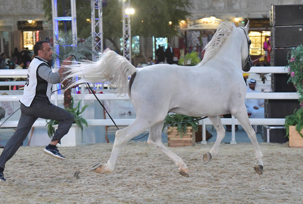 Simone Sbedee: Stallions 7-11 & 12 Years and Over