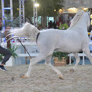 Simone Sbedee: Stallions 7-11 & 12 Years and Over