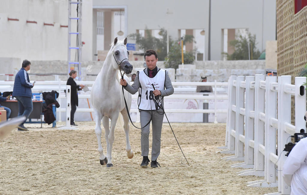 Nabeel Al Rayyan: Stallions 7-11 & 12 Years and Over 