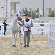 Nabeel Al Rayyan: Stallions 7-11 & 12 Years and Over 