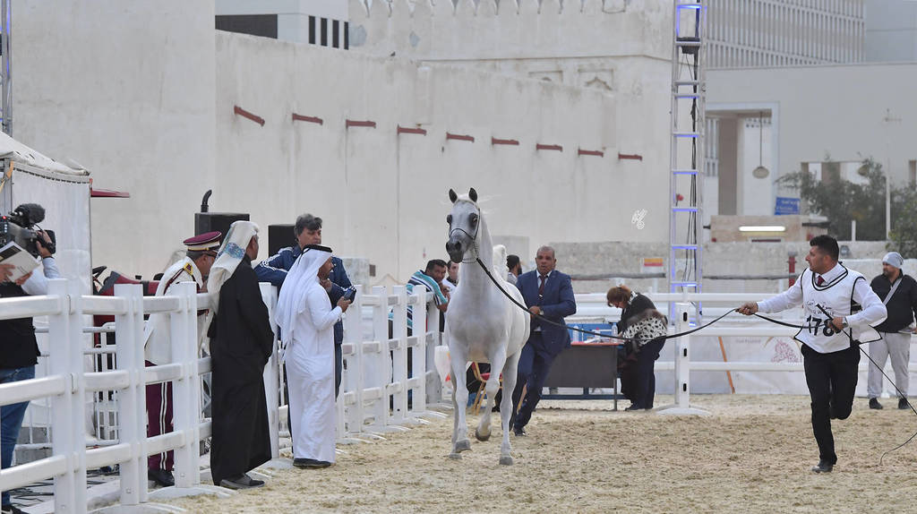 Fareed Al Kenaniyah : Stallions 7-11 & 12 Years and Over