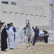 Fareed Al Kenaniyah : Stallions 7-11 & 12 Years and Over