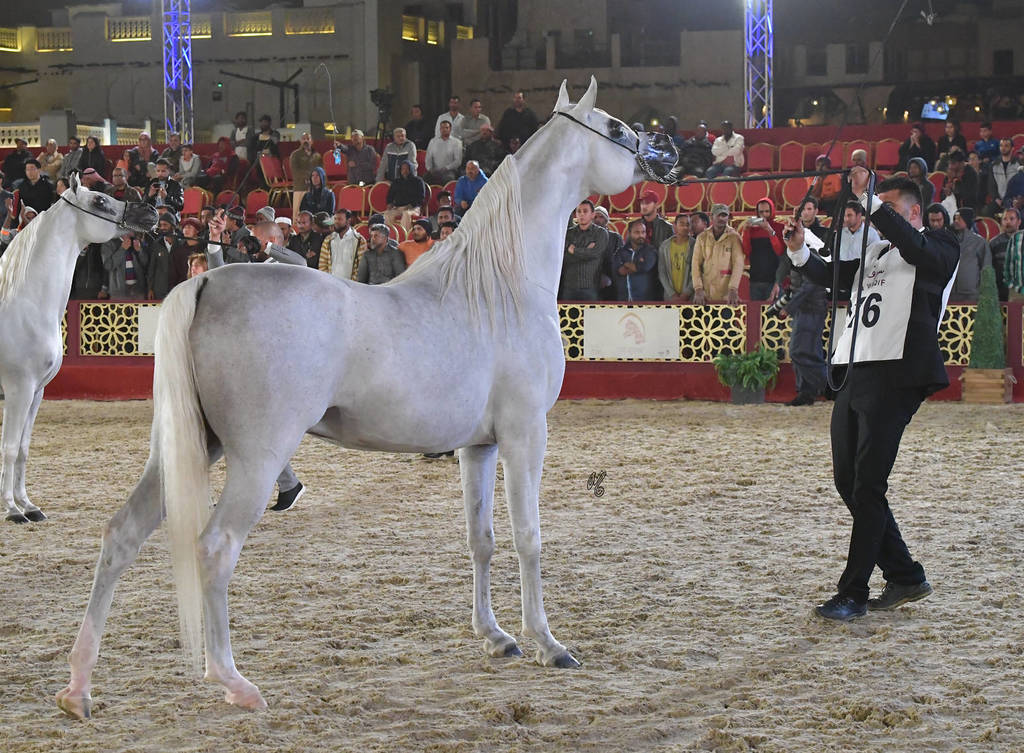 Mountaser Laffan: Stallions 4-6 Years Old