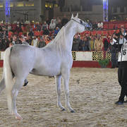 Mountaser Laffan: Stallions 4-6 Years Old