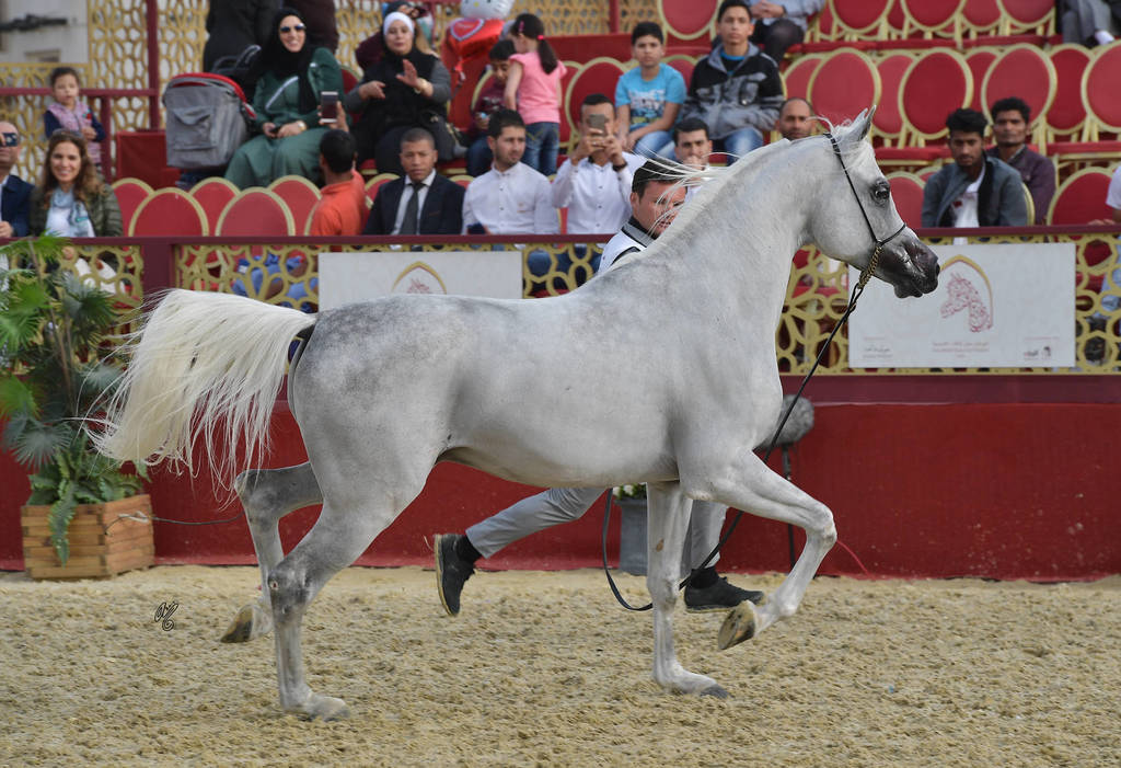 Meshraf: Stallions 4-6 Years Old 