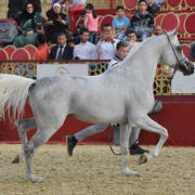 Meshraf: Stallions 4-6 Years Old 