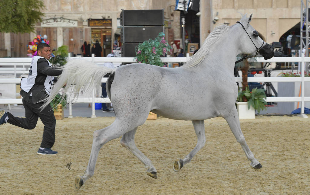 Makhool Al Naif: Stallions 4-6 Years Old