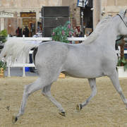 Makhool Al Naif: Stallions 4-6 Years Old
