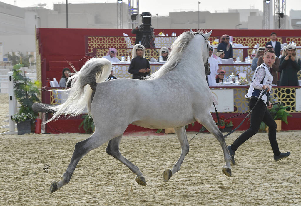 Sa Nadeem: Stallions 4-6 Years Old 
