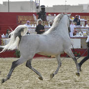 Sa Nadeem: Stallions 4-6 Years Old 